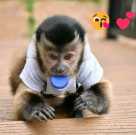 Amazing female Potty Trained Capuchin