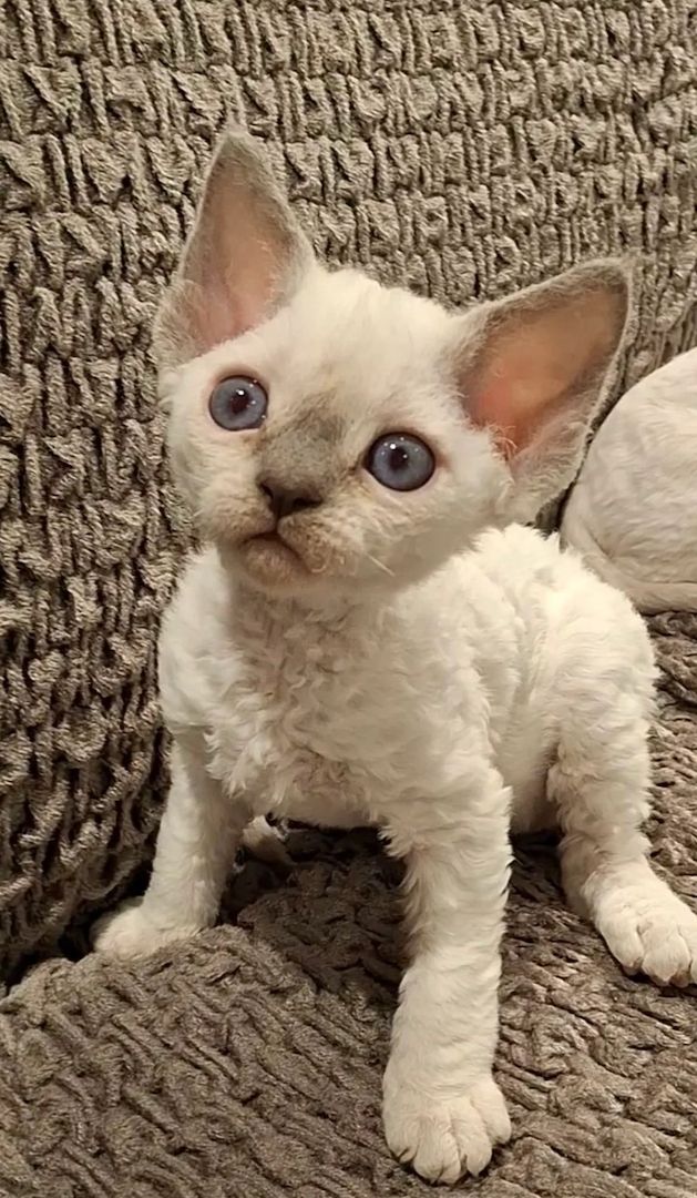 Devon Rex Kittens for sale