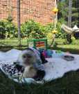 Lovely Capuchin and Potty trained Monkey