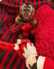 Loving cute Angelic female/Male Pet capuchin