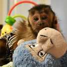Female / Male 14 Weeks Capuchin Monkey Ready