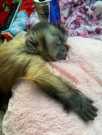 Male and Home trained Female Capuchin Monkey