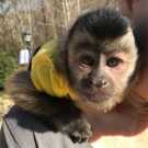 Lovely Baby Capuchin Monkeys for rehoming