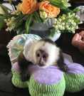 Lovely Capuchin and Potty trained Monkey