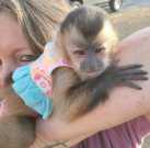 Lovely Capuchin and Potty trained Monkey