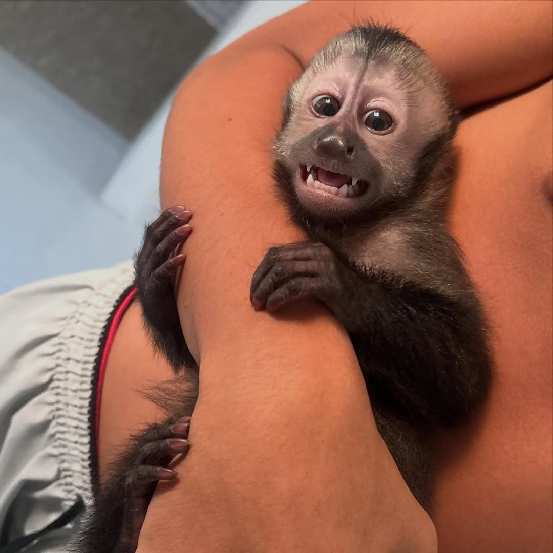 Energetic male Capuchin monkey.