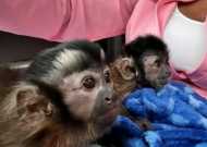 Three months Female/Male trained Capuchin