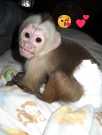 Male and Home trained Female Capuchin Monkey