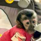 Loving cute Angelic female/Male Pet capuchin
