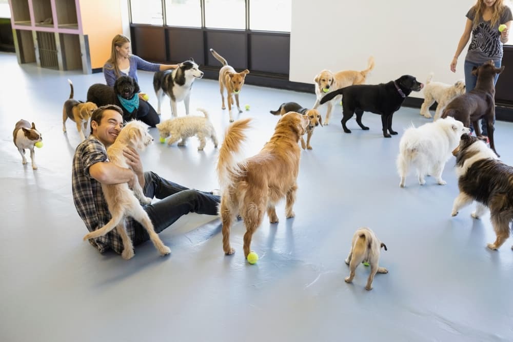 Dog Boarding Lents