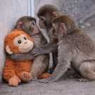 Male and Home trained Female Capuchin Monkey