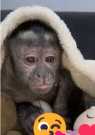 Very Loving Male/ female Capuchin Monkey