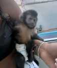 Three months Female/Male trained Capuchin