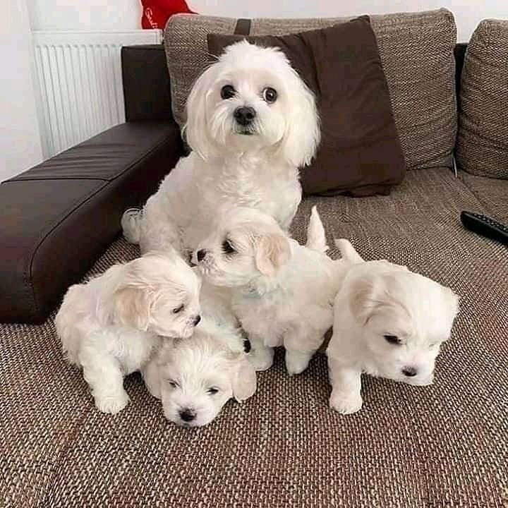 Adorable Maltese Puppies for Sale: