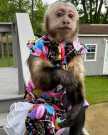 Male and Home trained Female Capuchin Monkey