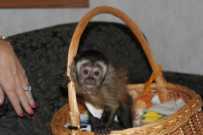 Female / Male 14 Weeks Capuchin Monkey Ready