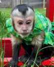 Female / Male 14 Weeks Capuchin Monkey Ready