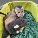 Adorable Baby Capuchin
