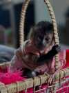 Male and Home trained Female Capuchin Monkey