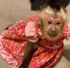 Male and Home trained Female Capuchin Monkey