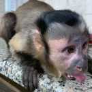 Loving cute Angelic female/Male Pet capuchin