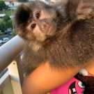 Magnificent potty trained Pet Capuchin