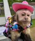 Available Incredible Female/Male Pet Capuchin