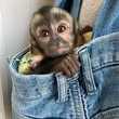 Female/Male Amazing 3Months Old Baby Capuchin