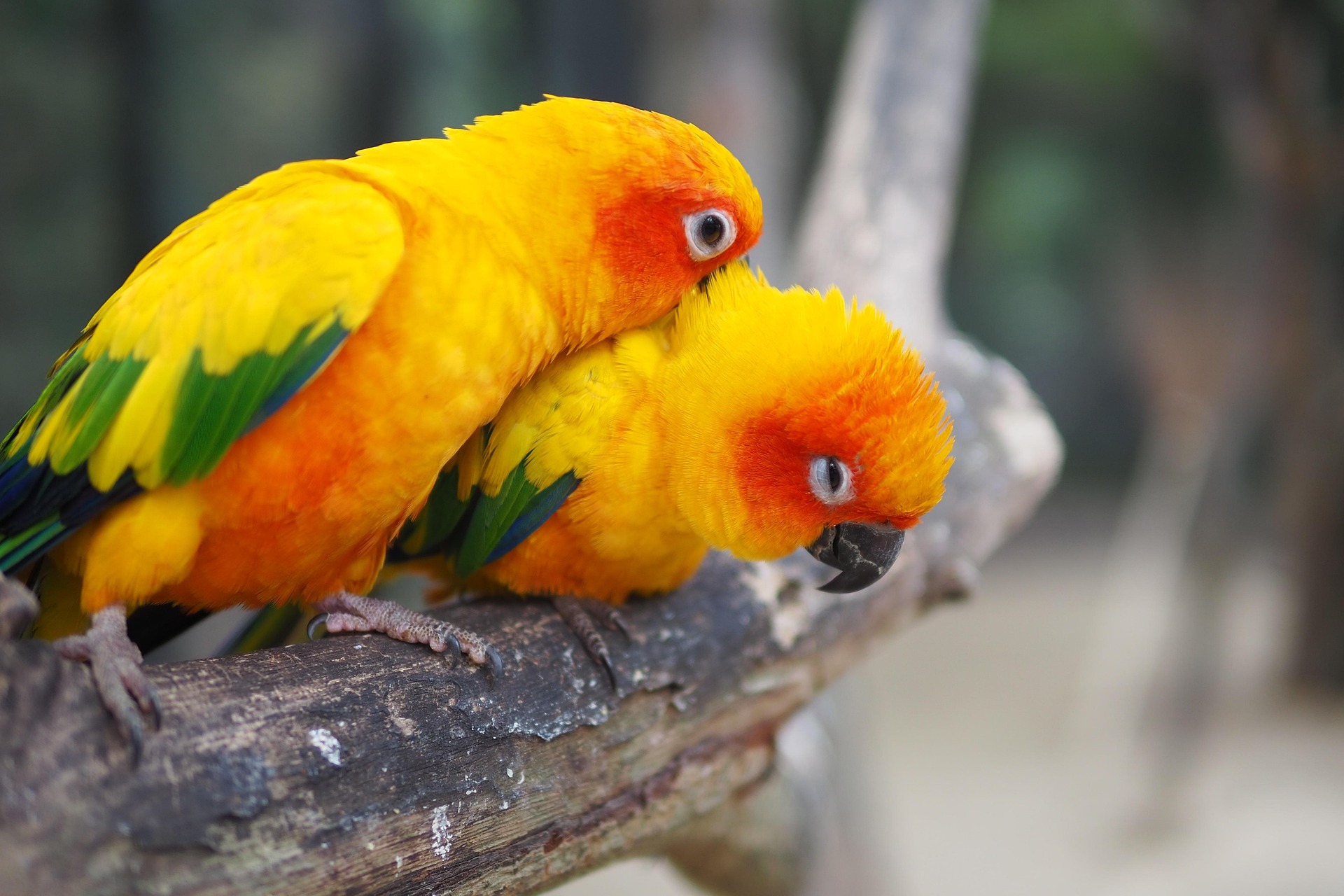 Jenday Conure for Sale at Mo’s Birds