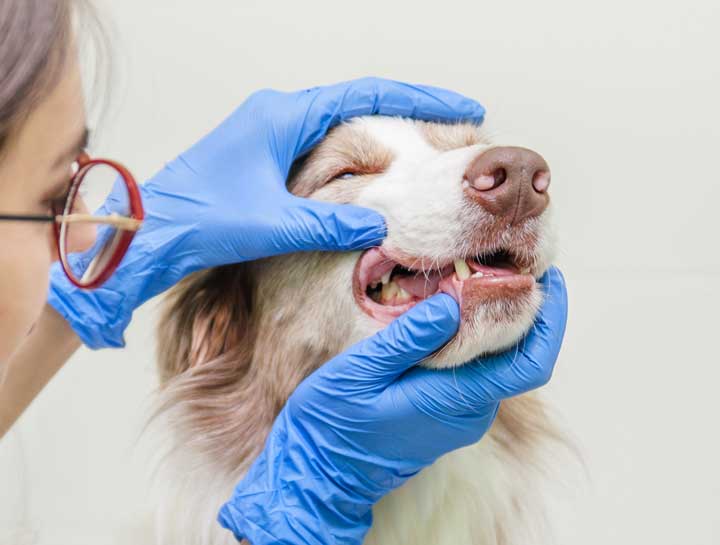 Professional Pet Dental Care for Healthy Smiles