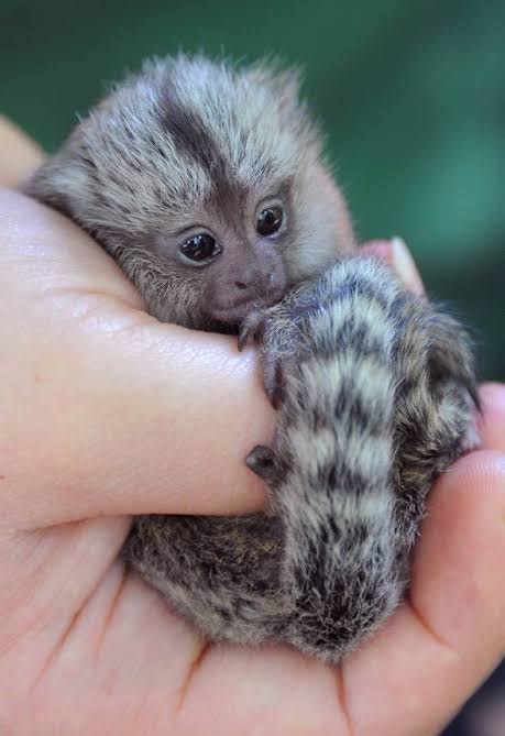 Male and Home trained Female Marmoset Monkeys For Adoption