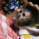 Loving cute Angelic female/Male Pet capuchin