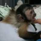 Cute Magnificent potty trained Pet Capuchin