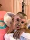 Potty trained 13weeks Baby Capuchin monkey for adoption,