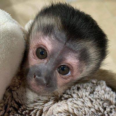 Male and Home trained Female Capuchin Monkey