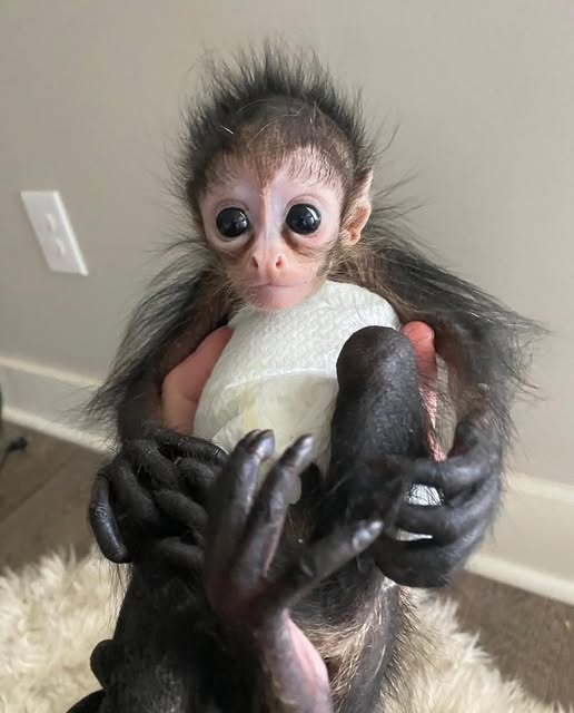 Awesome baby Spider monkey For Adoption
