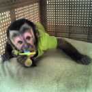 Female / Male 14 Weeks Capuchin Monkey Ready