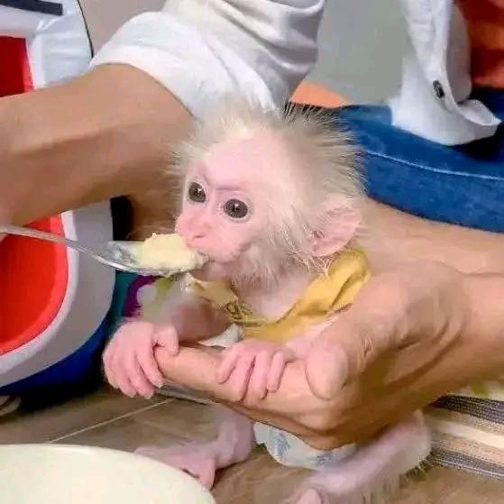 Healthy baby Macaque monkeys currently available