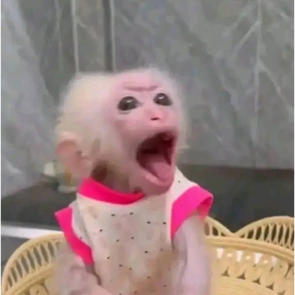 Stumptail Macaque Monkeys For Adoption