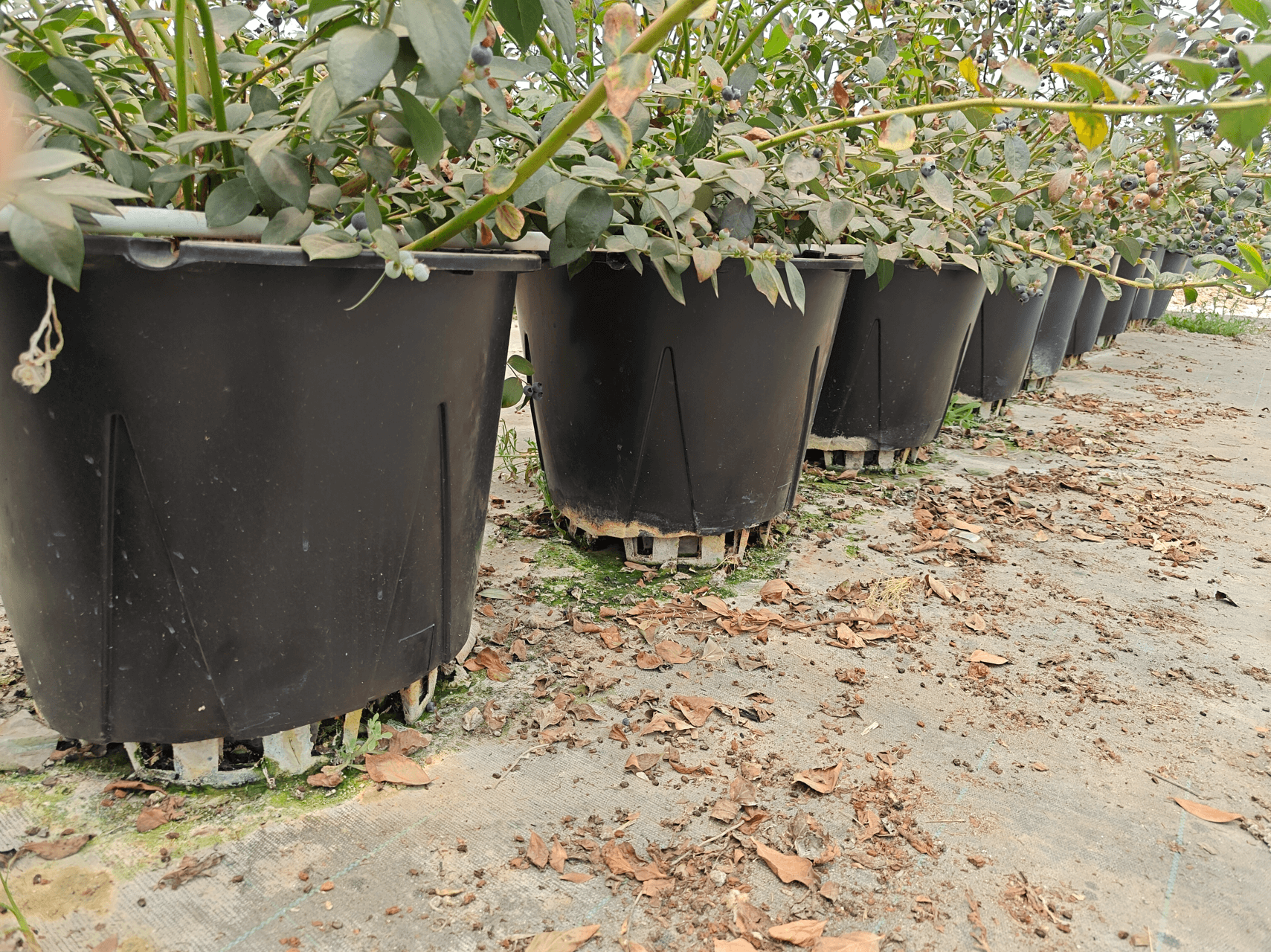 30L Round Pots Wholesale