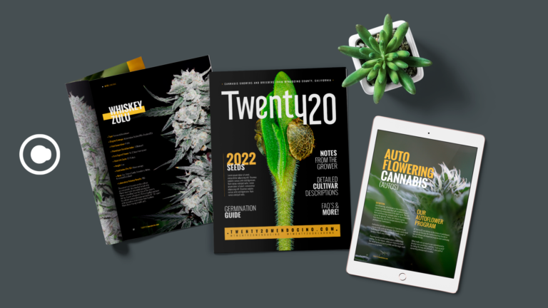 Best Branding and Graphic Design Services in Santa Clara