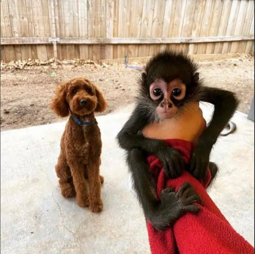 Spider  monkeys for Adoption