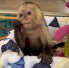 Female / Male 14 Weeks Capuchin Monkey Ready