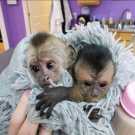 Female / Male 14 Weeks Capuchin Monkey Ready
