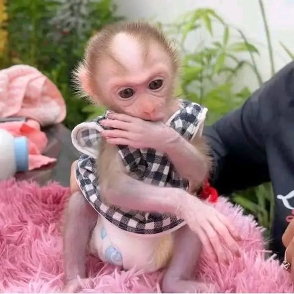 Macaque monkeys ready for good homes