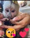 Lovely Capuchin and Potty trained Monkey